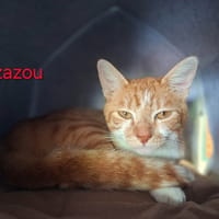 Zazou, chat à adopter