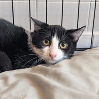 BENJI, chat à adopter