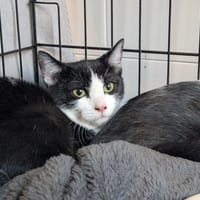 BETTYO, chat à adopter