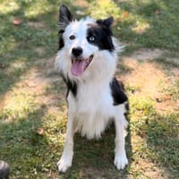 Valko CAA16098, chien à adopter