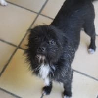 bolt, chien à adopter