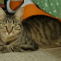 BALA, chatte à adopter