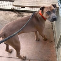 SKOBYY PAA24449, chien à adopter