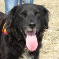 BORA, chienne à adopter