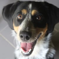 Aline, chienne à adopter
