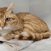 PLATI, chat à adopter
