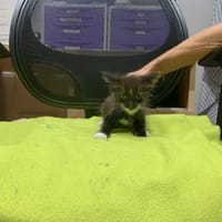 EROS, chat à adopter