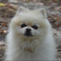 POUSSIN CHAO, chien à adopter