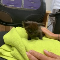 ORION, chat à adopter