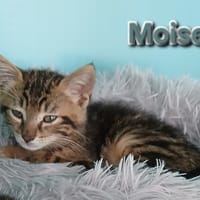 MOISE, chat à adopter