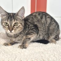 Lucine, chatte à adopter