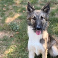 Atomic CAA16099, chienne à adopter
