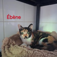 EBENE, chatte à adopter