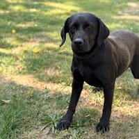 Say CAA16110, chienne à adopter