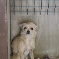 boreal, chienne à adopter