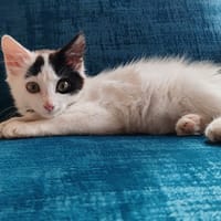 MERLIN, chat à adopter