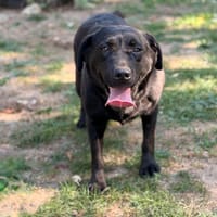 Praia CAA16101, chienne à adopter