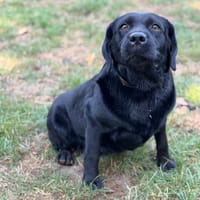 Salli CAA16105, chienne à adopter