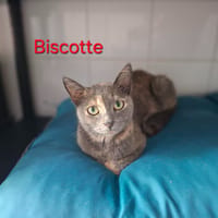 Biscotte, chatte à adopter