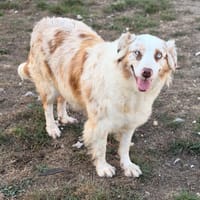 Vanille CAA16117, chienne à adopter