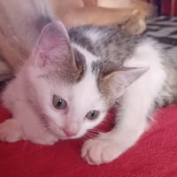 Fanfare, chatte à adopter