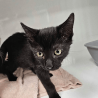 TOMTOM, chat à adopter