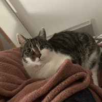 PLUME, chatte à adopter