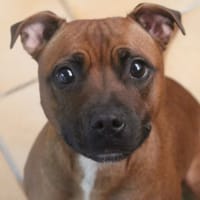 vany, chienne à adopter