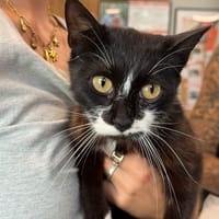 NOVA, chatte à adopter