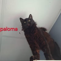 Paloma, chatte à adopter