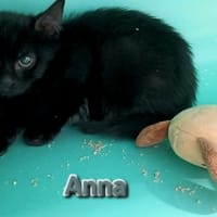 ANNA, chatte à adopter