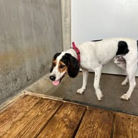 marley, chien à adopter