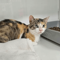 nala, chatte à adopter