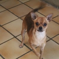 bowie, chien à adopter