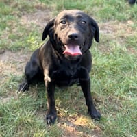Topaze CAA16106, chienne à adopter