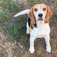 Roxy CAA16115, chienne à adopter