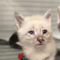 Charlie, chat à adopter