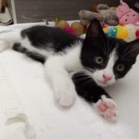 OPALE, chat à adopter