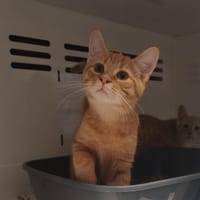 CHARMANT, chat à adopter