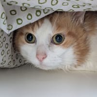 JIMMY, chat à adopter