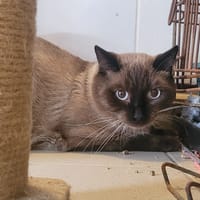 NERON, chat à adopter