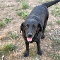 Osiris CAA16100, chienne à adopter