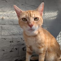 ROUCKIE, chat à adopter