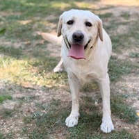 Salome CAA16107, chienne à adopter