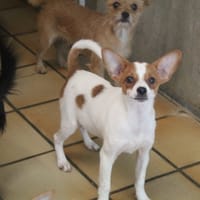 bamby, chienne à adopter