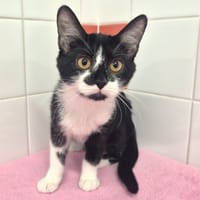 Cassis, chatte à adopter