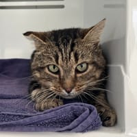 Chef, chat à adopter