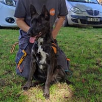 ULTRA, chien à adopter