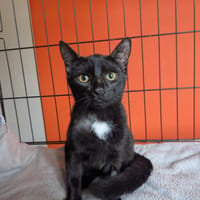 IRIS, chatte à adopter