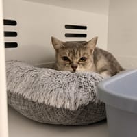 CHICHAYA, chatte à adopter